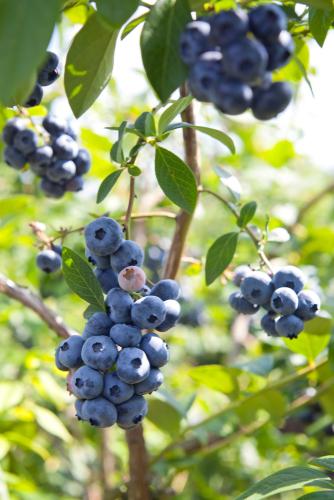 Alpha Misty Blueberry