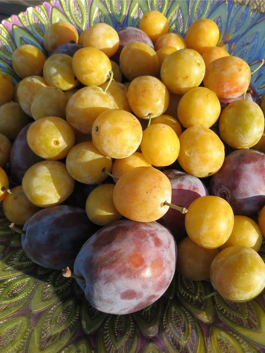 Mirabelle De Nancy European Plum