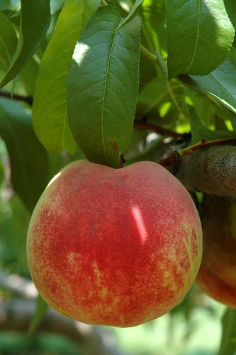 Necta Zee Nectarine