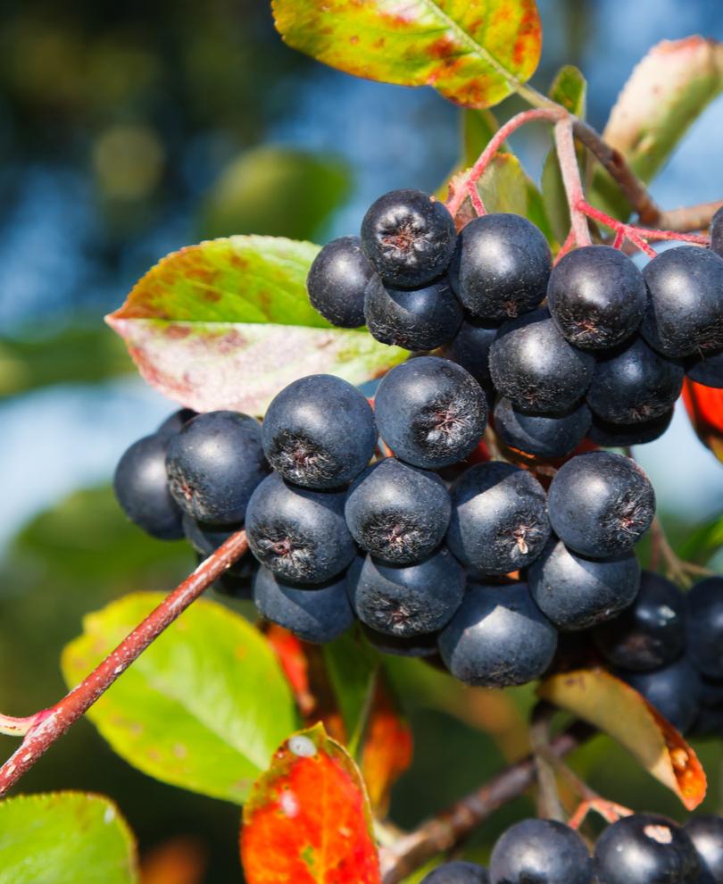 Aronia Seedling