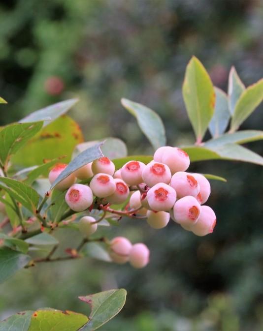 Pink Popcorn® Blueberry
