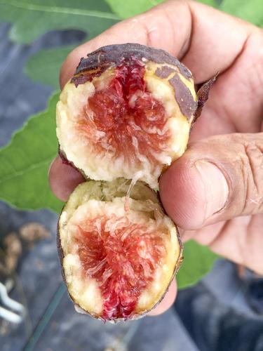 Hardy Chicago Fig