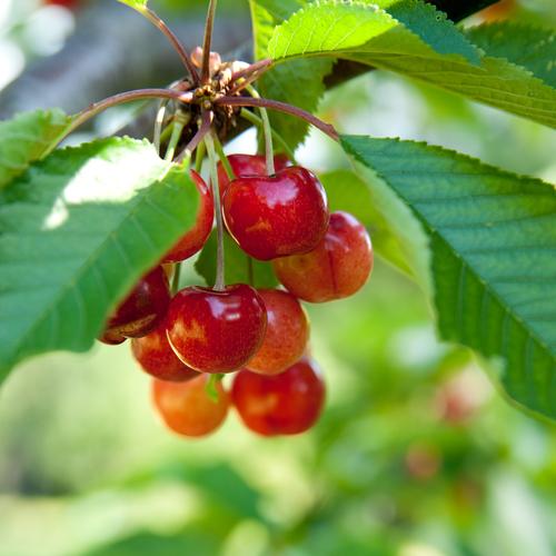 Kansas Sweet Cherry