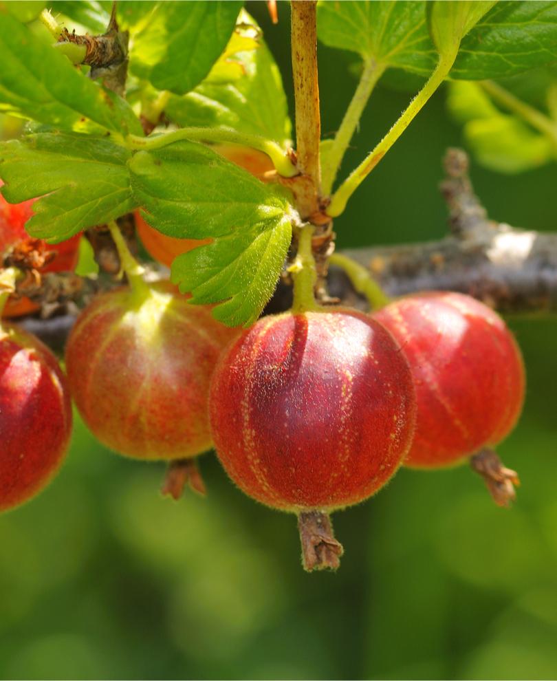 Captivator Gooseberry