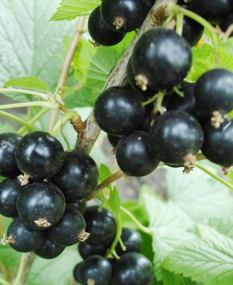 Hilltop Baldwin Black Currant