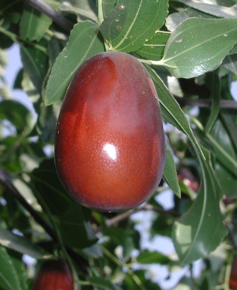Lang Jujube
