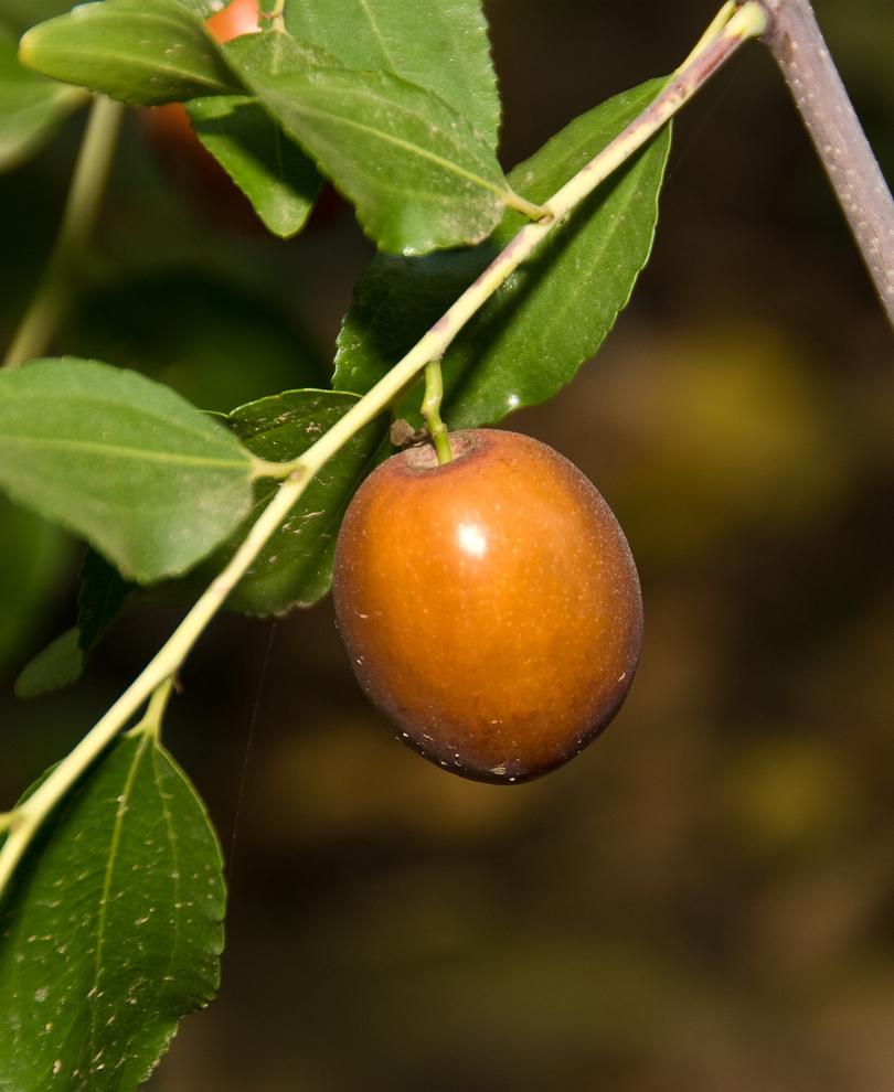 Sugar Cane Jujube