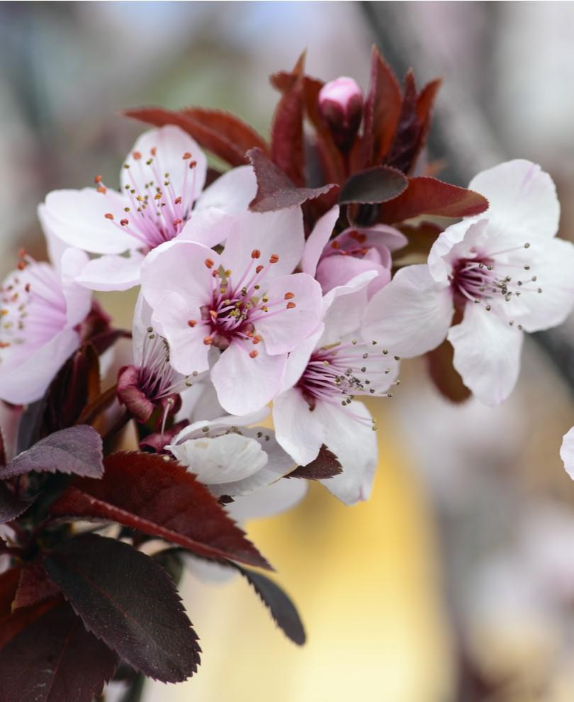 SLO Red Plum