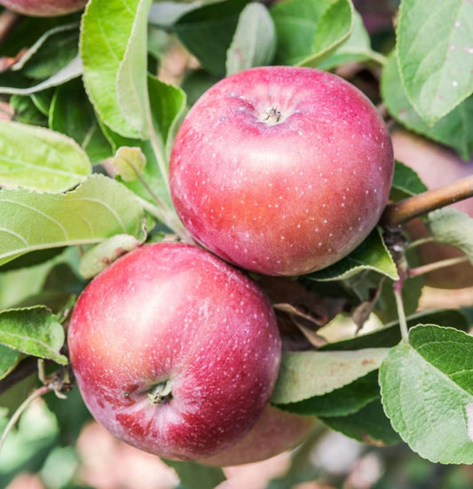 Spartan Apple