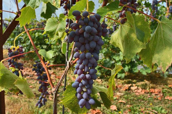 Joy Seedless Grape