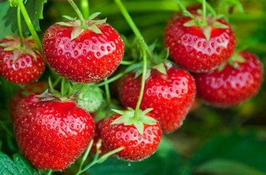 Tillamook Strawberry