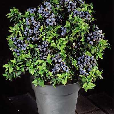 Alpha Tophat Blueberry