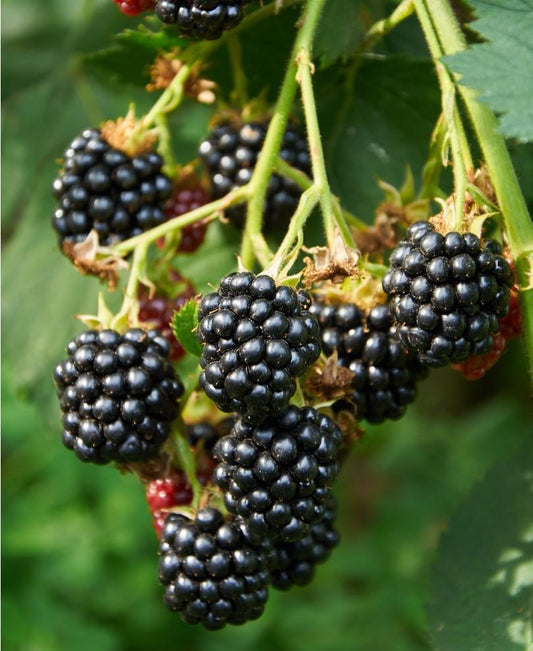 Best Of The Best Blackberry Bundle (6-Pack)