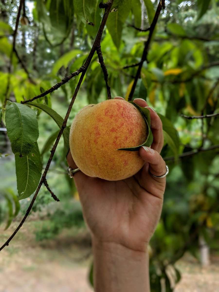  Frost Peach