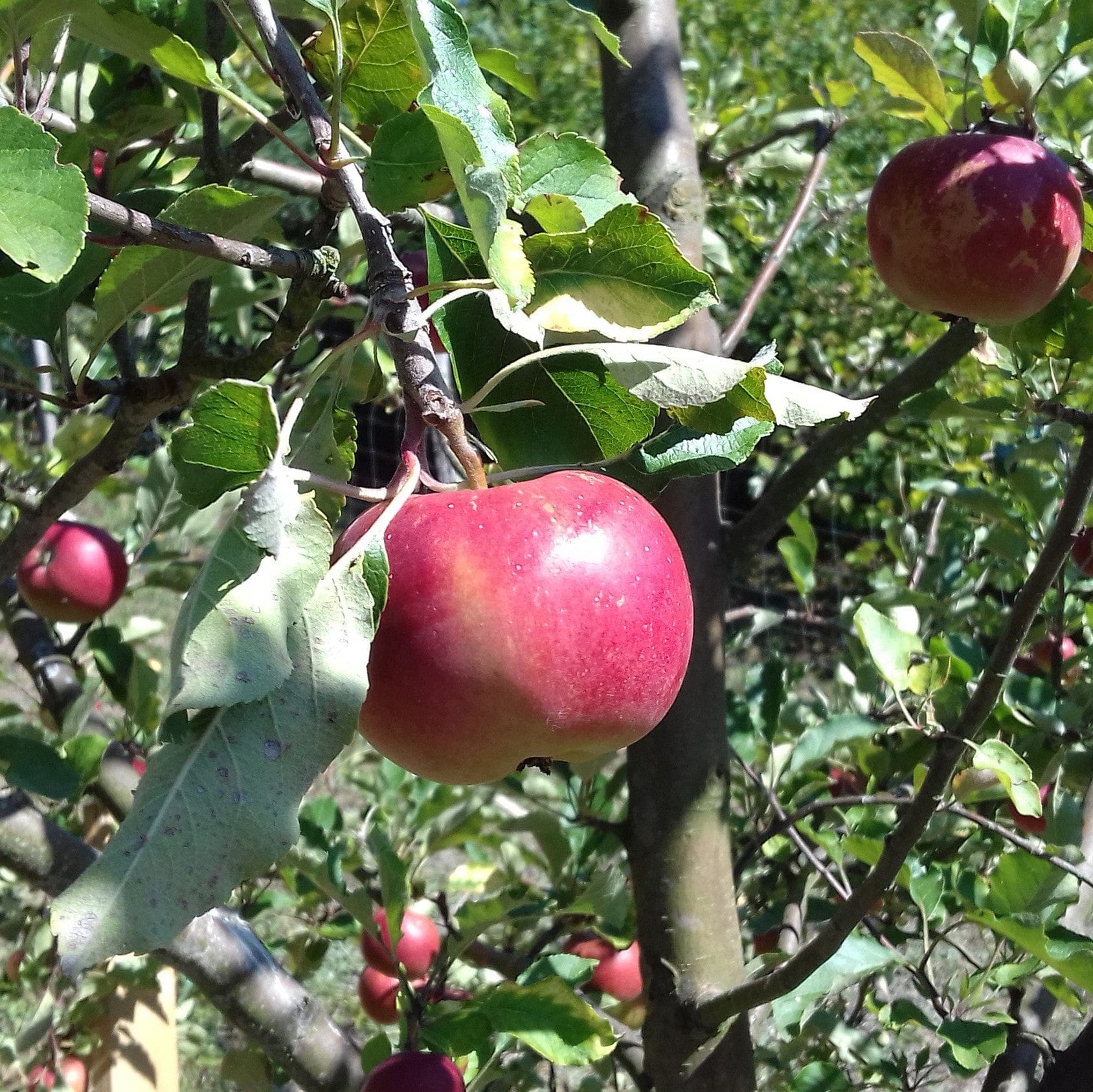  Cosmic Crisp And Melrose Apple Bundle (3 Trees)