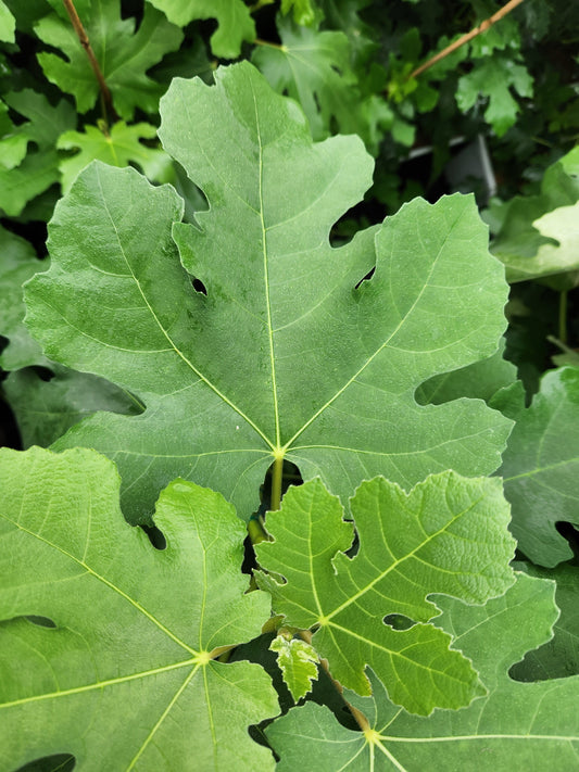  Pastilliere Fig