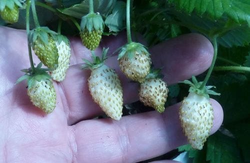  White Soul Alpine Strawberry