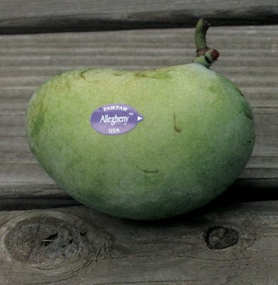  Allegheny® Paw Paw