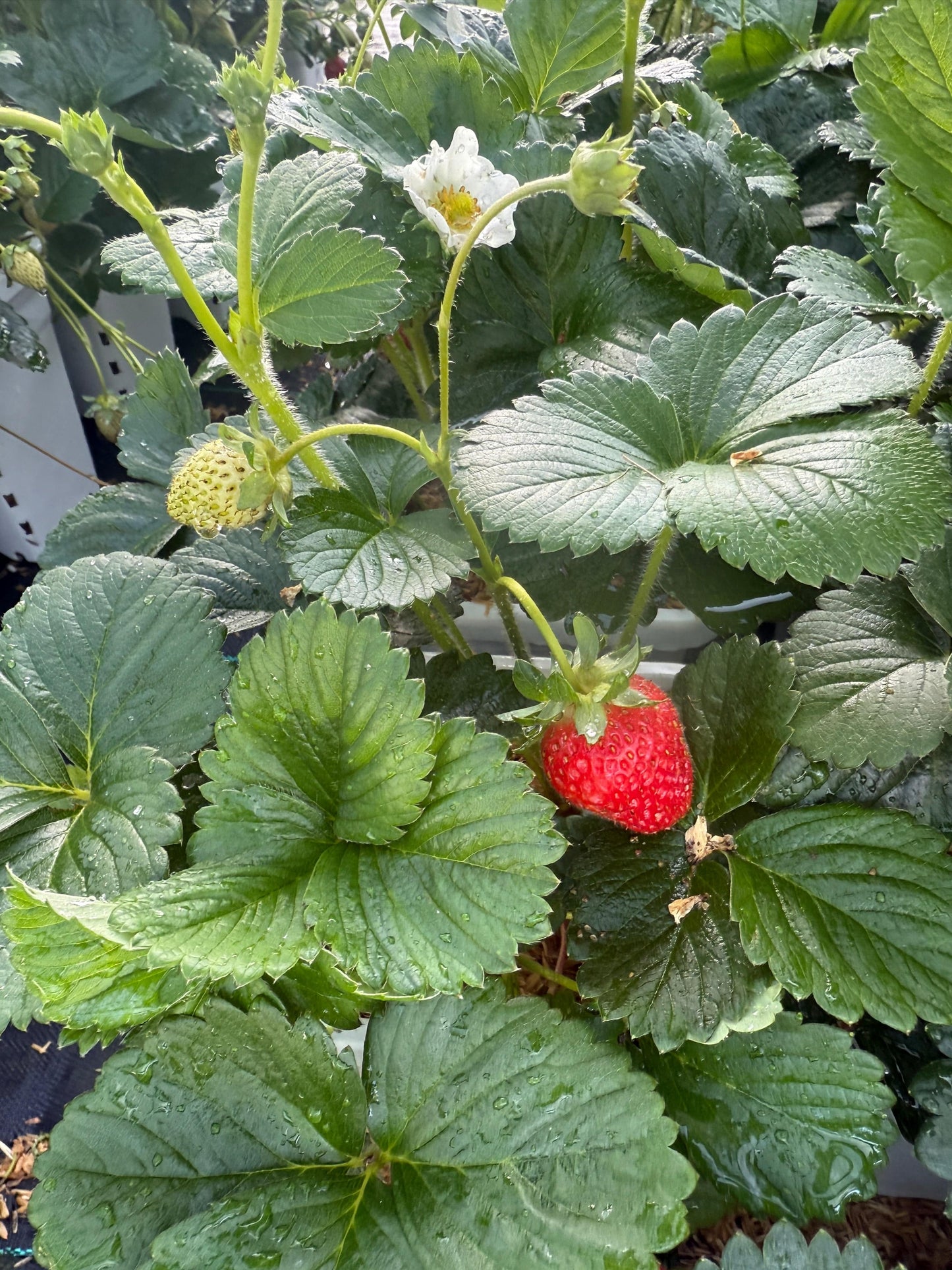  Bushel And Berry® Snowy Belle™ & Rosy Belle Strawberry (Twin Pack)