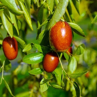  Autumn Beauty™ Jujube