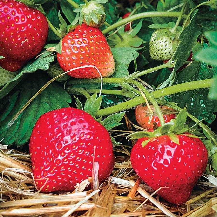  Eclair Strawberry Bundle (2 Packs)