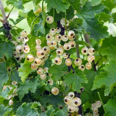  Bar-le-duc White Currant