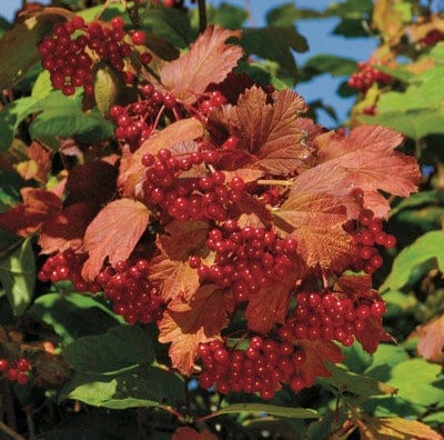  Kalinka™ Highbush Cranberry