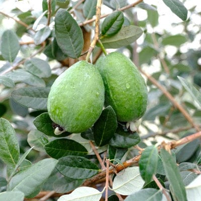  Unique Guava
