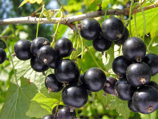  Lentaj Currant
