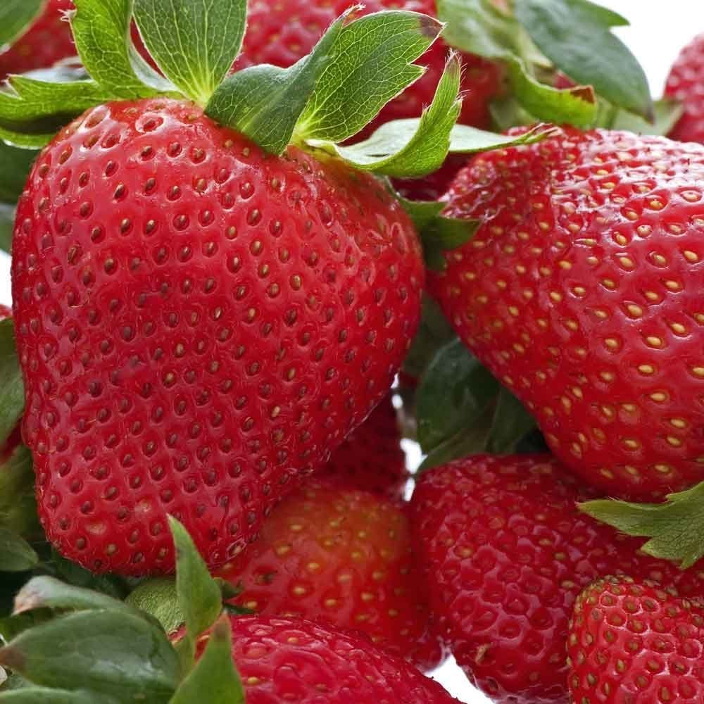  Honeoye Strawberry