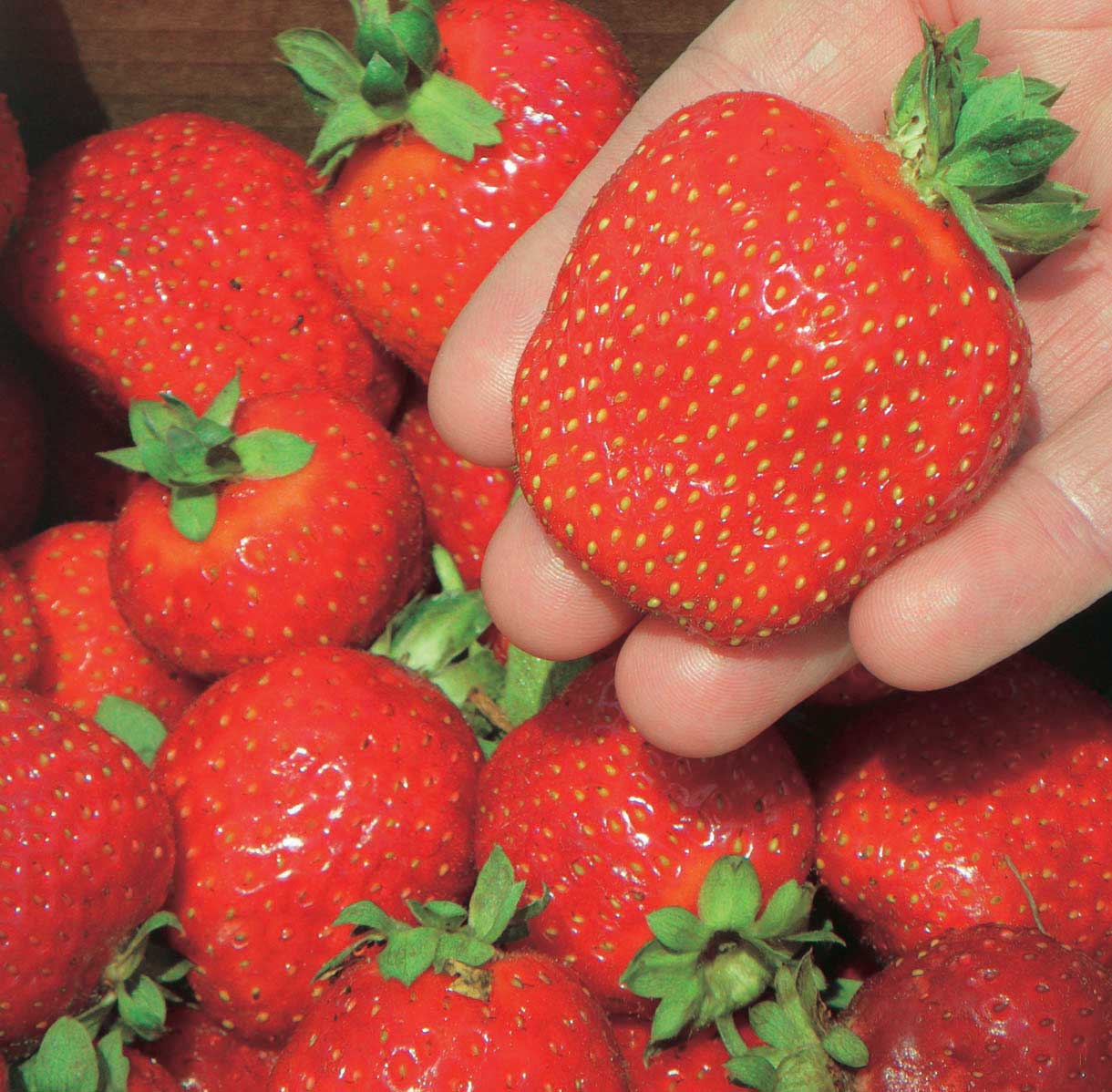  Ft. Laramie Strawberry