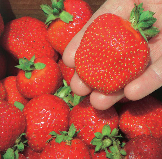  Ft. Laramie Strawberry