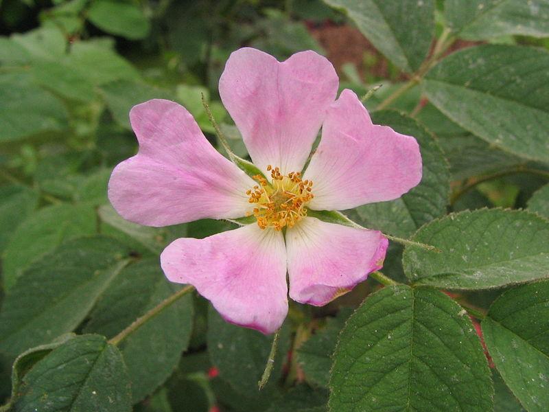  Rosa Pomefera
