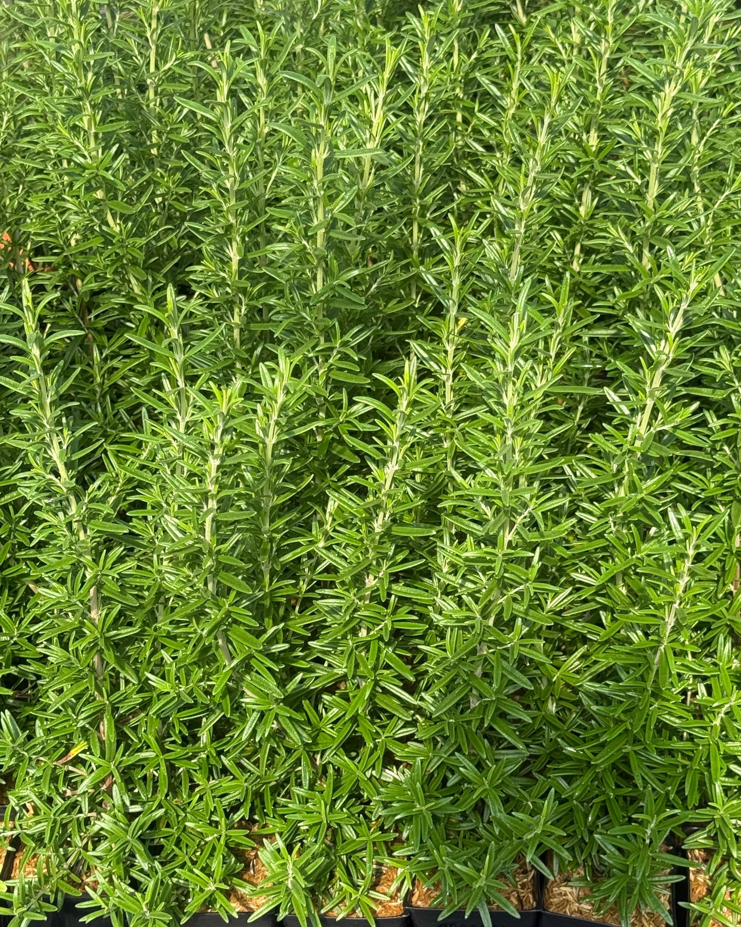  Spice Island Rosemary