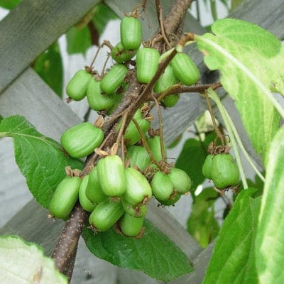  Emerald™ Kiwi
