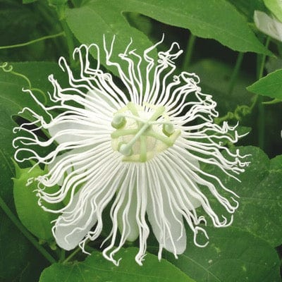  Passiflora SnowPop™