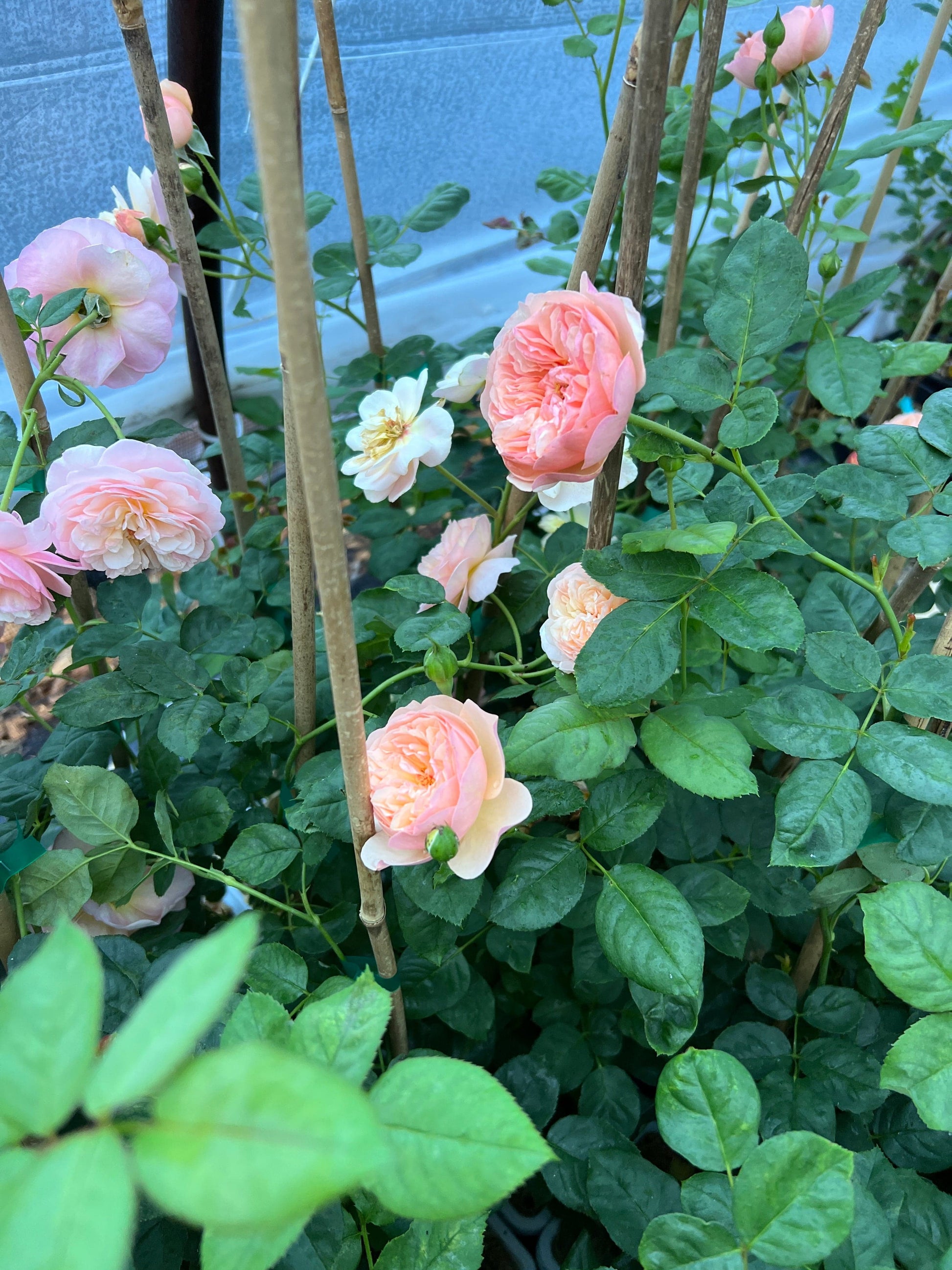  FLAVORETTE™ Honey-Apricot Rose