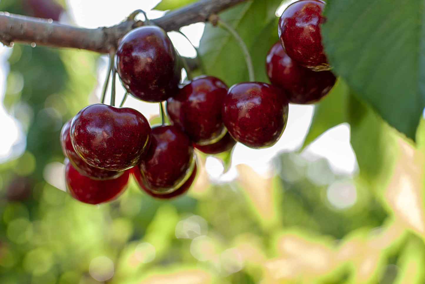  Amarena Di Pescara Cherry