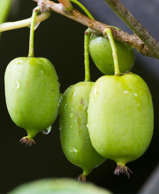  Prolific Kiwi