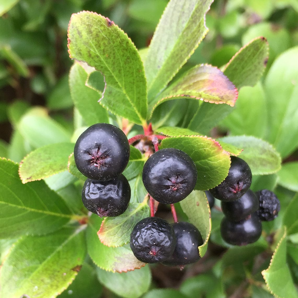  Low Scape Mound® Aronia