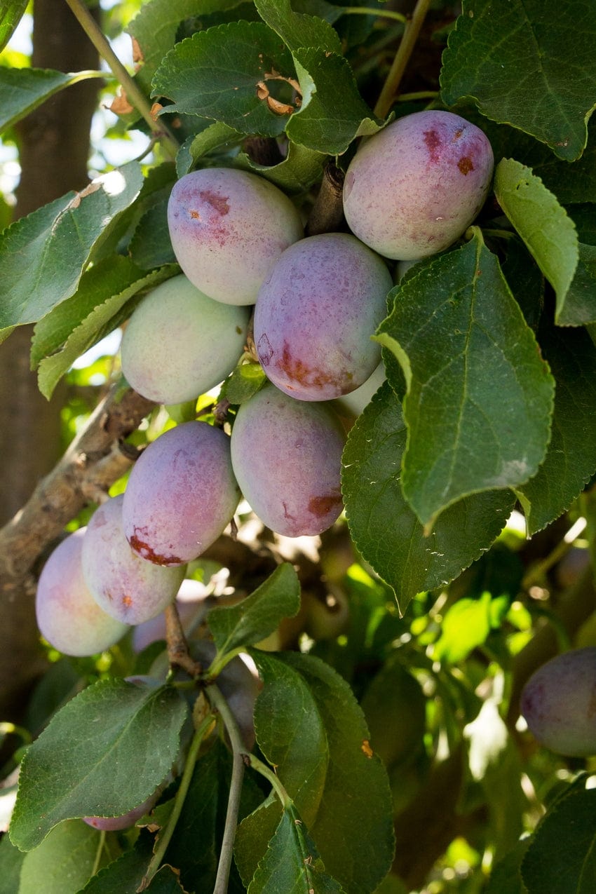  Muir Beauty Sugar Prune Plum