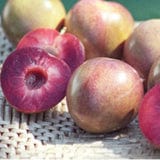  Elephant Heart Asian Plum