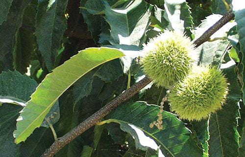  Colossal Chestnut