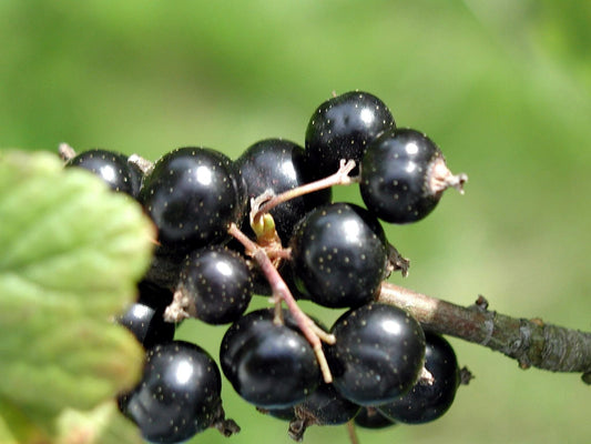  Coronet Black Currant