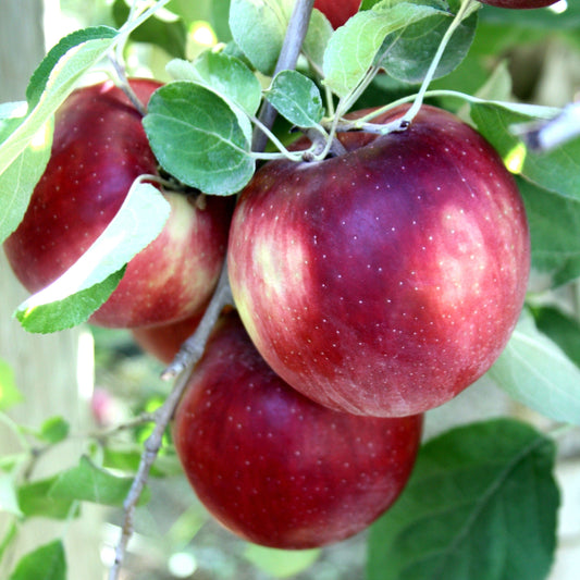  Cosmic Crisp And Spartan Apple Bundle (3 Trees)