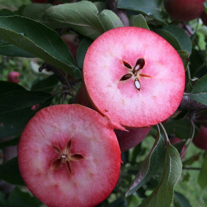  Unbeatable Urban Apple Bundle (3 Trees)