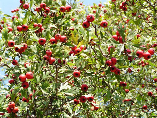  Red Azarole Hawthorn