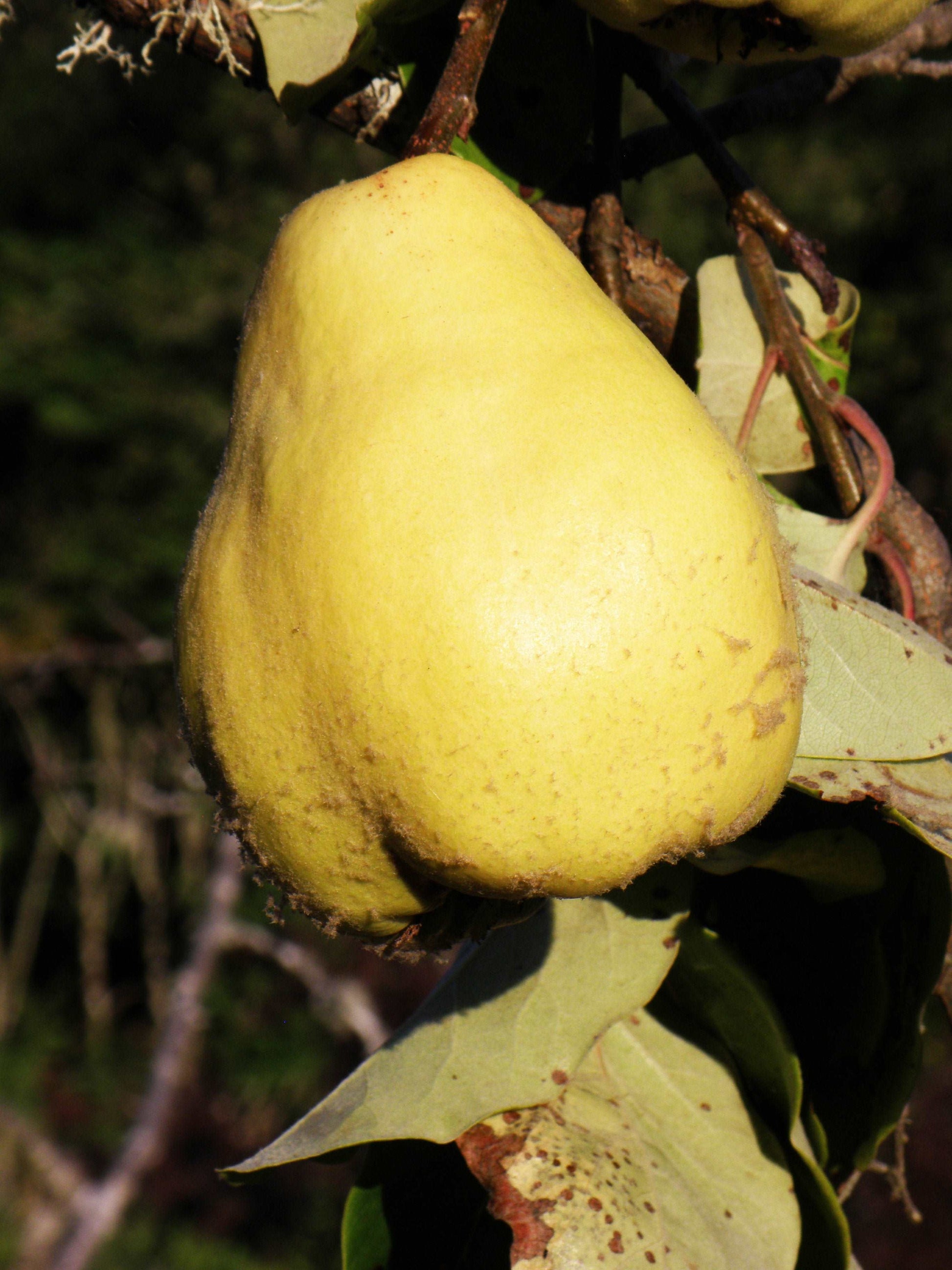  Havran Turkish Quince