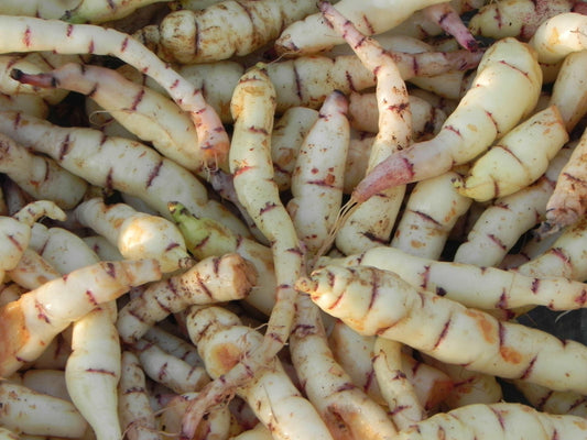  Mashua Tubers