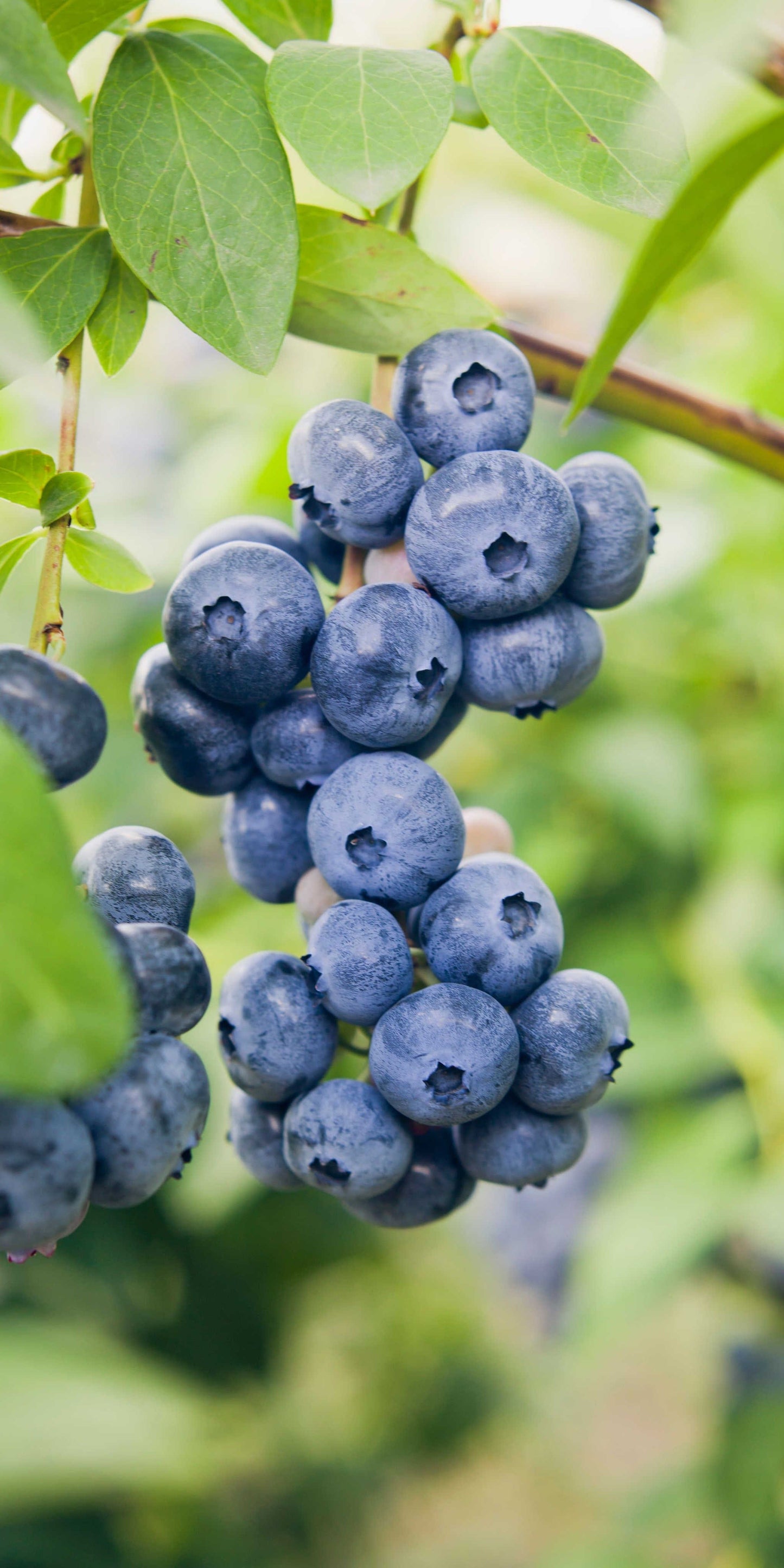  Dixie Blueberry